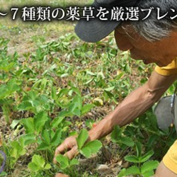 毎日の健康を支える、無農薬、無肥料の野草を100%手摘みした「仙人茶」（単品） 4枚目の画像