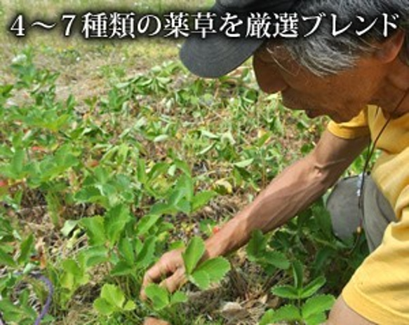 毎日の健康を支える、無農薬、無肥料の野草を100%手摘みした「仙人茶」（単品） 4枚目の画像