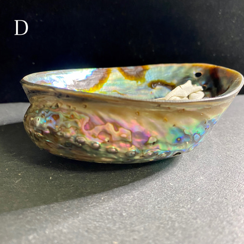 貝殻 ターコイズブルー 夜光貝 アバロンシェル アバロンシェル