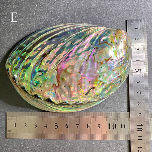 アバロンシェル　パウア貝　貝殻？　　置物　インテリア　15cm 楽天市場】【 アバロンシェル 】 天然 自然 貝殻 皿