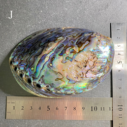 七色に光る貝✨ アバロンシェルJ 浄化用貝皿・セージ香皿 5枚目の画像