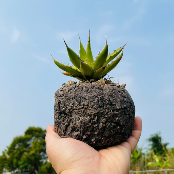 Rainxpluieは雨を泥の多肉植物として知っています•agave•Agavegarciae-mendozaelarge 1枚目の画像