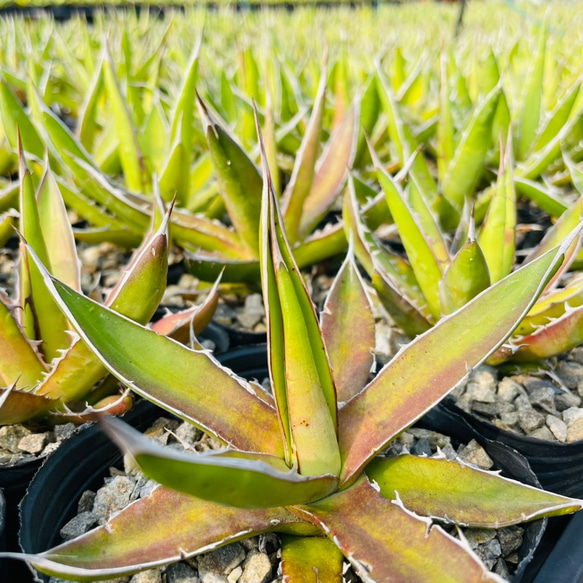 Rainxpluieは雨を泥の多肉植物として知っています•agave•Agavegarciae-mendozaelarge 2枚目の画像