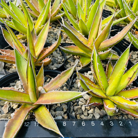 Rainxpluie 知雨若泥 多肉植物•龍舌蘭•Agave garciae-mendozae 大 第3張的照片