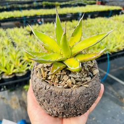 Rainxpluieは雨を泥の多肉植物として知っています•agave•Agavegarciae-mendozaelarge 4枚目の画像