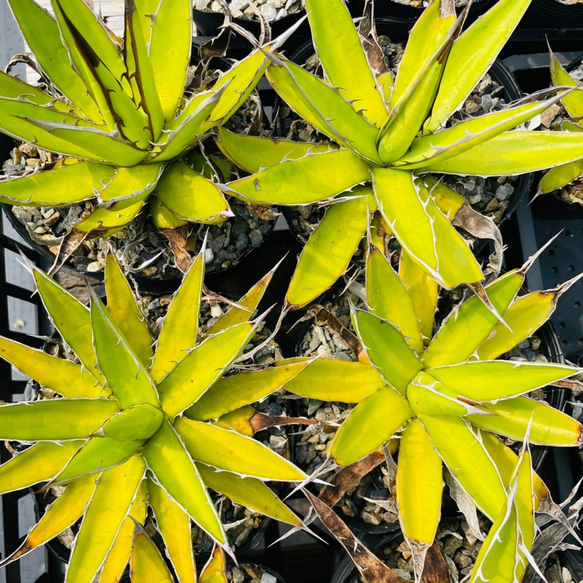 Rainxpluie 知雨若泥 多肉植物•龍舌蘭•Agave garciae-mendozae 大 第5張的照片