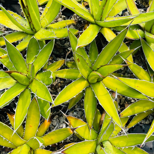Rainxpluieは雨を泥の多肉植物として知っています•agave•Agavegarciae-mendozaelarge 6枚目の画像