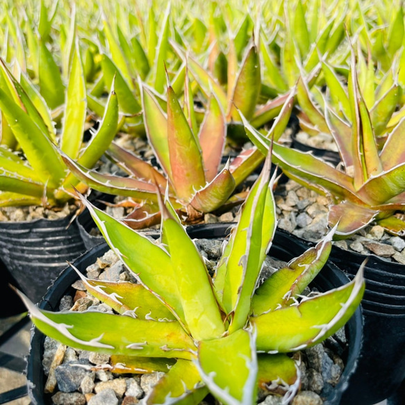 Rainxpluieは雨を泥の多肉植物として知っています•agave•Agavegarciae-mendozaesmall 2枚目の画像