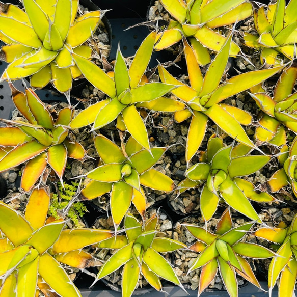Rainxpluieは雨を泥の多肉植物として知っています•agave•Agavegarciae-mendozaesmall 6枚目の画像