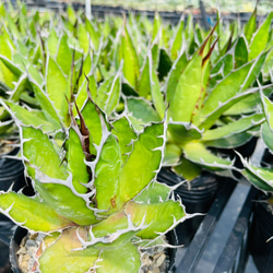 Rainxpluieは雨を泥の多肉植物として知っています•agave•Agavehorrida 1枚目の画像