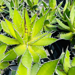 Rainxpluieは雨を泥の多肉植物として知っています•agave•Agavehorrida 3枚目の画像