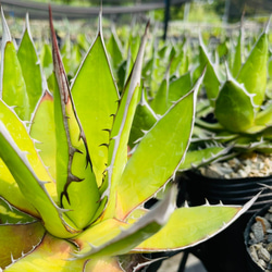 Rainxpluie 知雨若泥 多肉植物•龍舌蘭•Agave horrida 第4張的照片