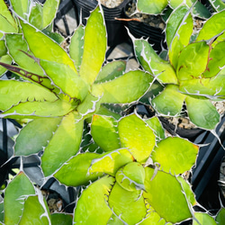 Rainxpluieは雨を泥の多肉植物として知っています•agave•Agavehorrida 6枚目の画像