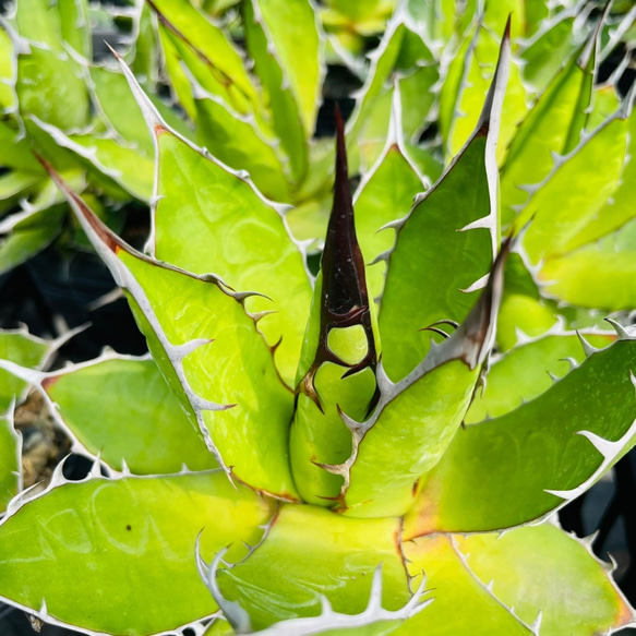 Rainxpluieは雨を泥の多肉植物として知っています•agave•Agavehorrida 7枚目の画像