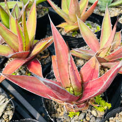 Rainxpluie Agave kerchovei（Huajuapan Red） 3枚目の画像