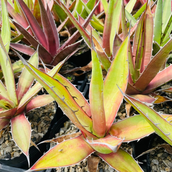 Rainxpluie 知雨若泥 龍舌蘭•Agave kerchovei (Huajuapan Red) 第4張的照片