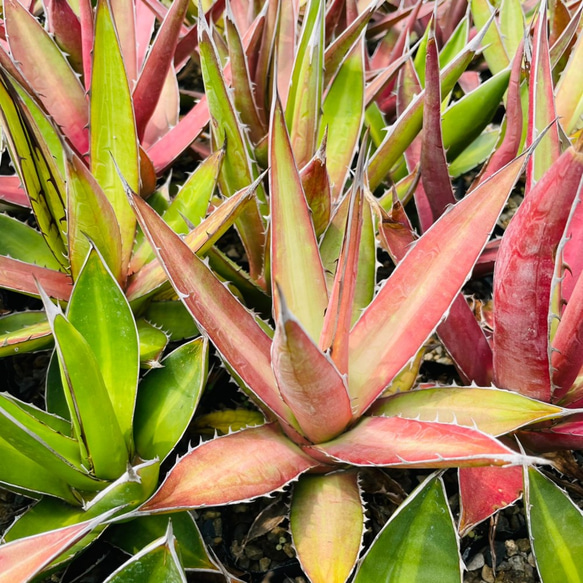 Rainxpluie 知雨若泥 龍舌蘭•Agave kerchovei (Huajuapan Red) 第7張的照片