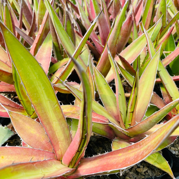 Rainxpluie 知雨若泥 龍舌蘭•Agave kerchovei (Huajuapan Red) 第8張的照片