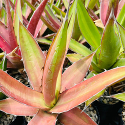 Rainxpluie 知雨若泥 龍舌蘭•Agave kerchovei (Huajuapan Red) 第10張的照片