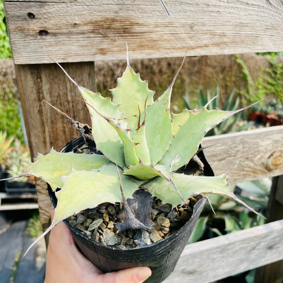 Rainxpluie 知雨若泥 多肉植物•龍舌蘭•Agave ovatifolia 第2張的照片