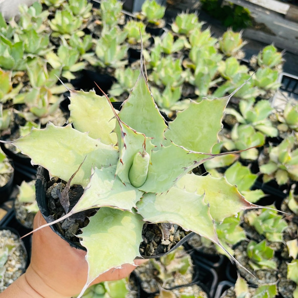 Rainxpluie 知雨若泥 多肉植物•龍舌蘭•Agave ovatifolia 第3張的照片