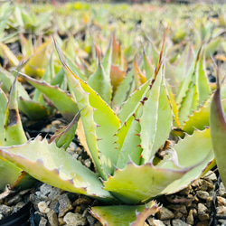 Rainxpluie 知雨若泥 多肉植物•龍舌蘭•Agave ovatifolia 第7張的照片