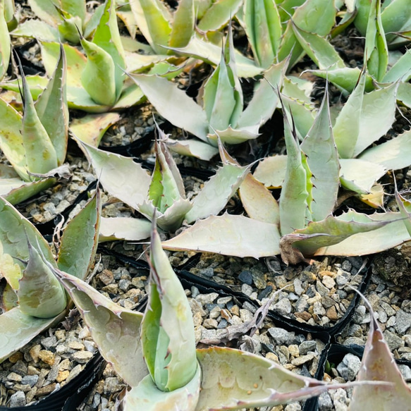 Rainxpluie 知雨若泥 多肉植物•龍舌蘭•Agave ovatifolia 第8張的照片