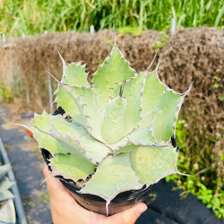 Rainxpluie 知雨若泥 多肉植物•龍舌蘭•Agave potatorum 第6張的照片