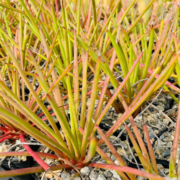 Rainxpluie 知雨若泥 多肉植物•龍舌蘭•Agave striata 第2張的照片