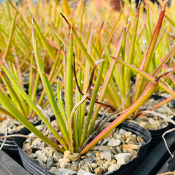 Rainxpluieは、雨を多肉植物の泥として知っています•agave•Agave striata 3枚目の画像