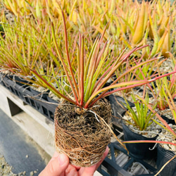 Rainxpluieは、雨を多肉植物の泥として知っています•agave•Agave striata 6枚目の画像