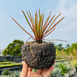 Rainxpluieは、雨を多肉植物の泥として知っています•agave•Agave striata 7枚目の画像