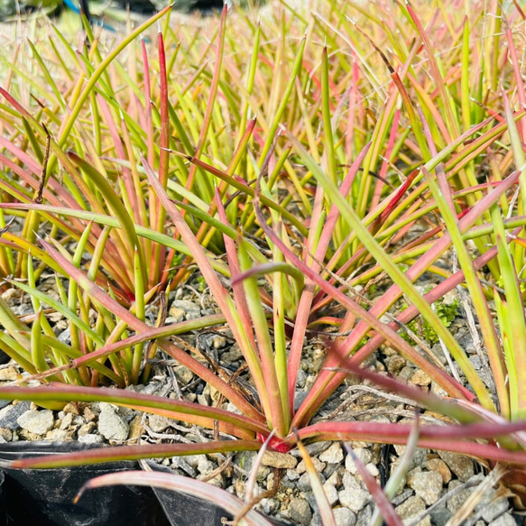 Rainxpluieは、雨を多肉植物の泥として知っています•agave•Agave striata 8枚目の画像