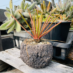 Rainxpluieは、雨を多肉植物の泥として知っています•agave•Agave striata 9枚目の画像