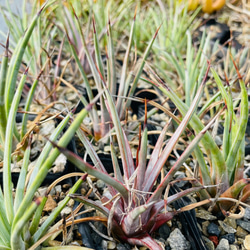 Rainxpluie 知雨若泥 多肉植物•龍舌蘭•Agave stricta 第2張的照片