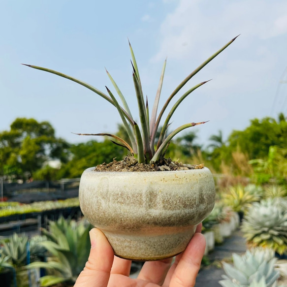 Rainxpluieは雨を泥の多肉植物として知っています•agave•Agavestricta 4枚目の画像