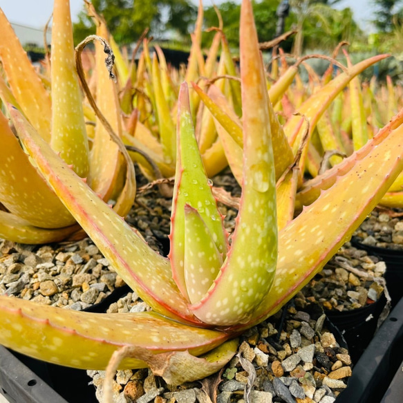 Rainxpluieは雨を泥の多肉植物として知っています•アロエベラ•アロエ