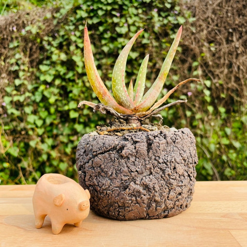 Rainxpluieは雨を泥の多肉植物として知っています•アロエベラ•アロエ