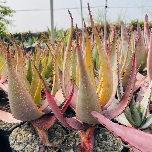 Rainxpluieは雨を泥の多肉植物として知っています•アロエベラ•アロエ