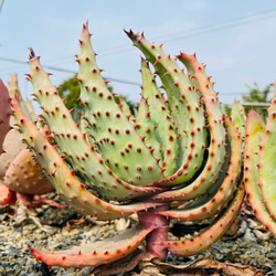 Rainxpluie 知雨若泥 多肉植物•蘆薈•Aloe marlothii 第6張的照片