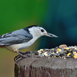 Nuthatch 10枚目の画像