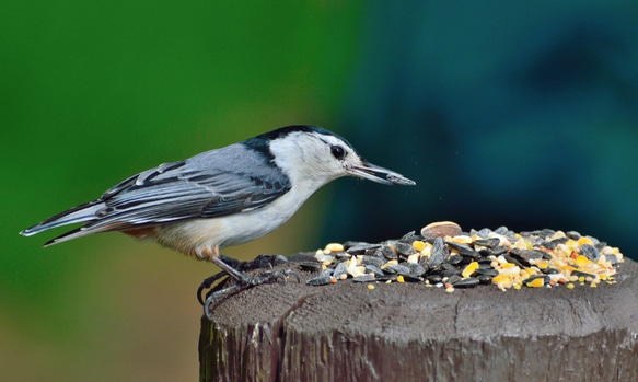 Nuthatch 10枚目の画像