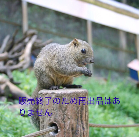 食いしんぼうハリネズミのブローチ 1枚目の画像