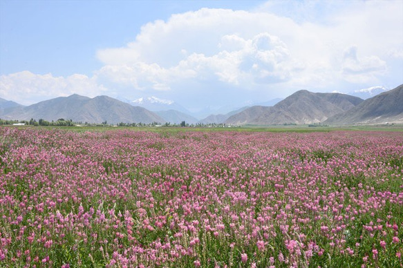 キルギス共和国の大自然で採れたエスパルチェット天然非加熱生はちみつ 3枚目の画像