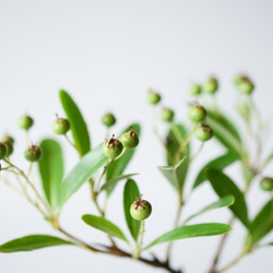 トキワサンザシのミニ盆栽｜氷青のうつわ 5枚目の画像