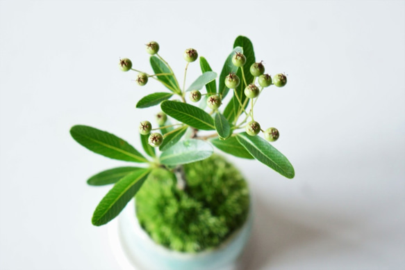 トキワサンザシのミニ盆栽｜氷青のうつわ 4枚目の画像