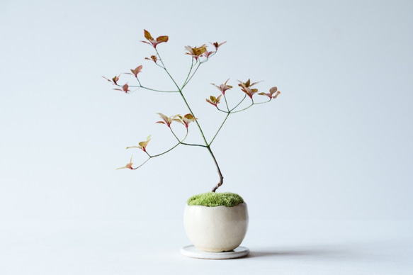 ヤマドウタンのミニ盆栽｜ベージュのうつわ 1枚目の画像