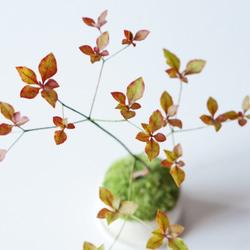 ヤマドウタンのミニ盆栽｜ベージュのうつわ 4枚目の画像