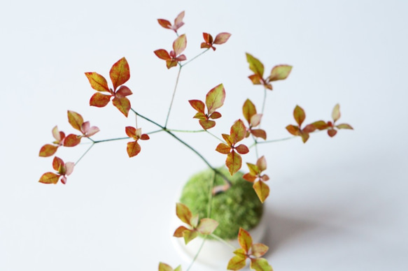 ヤマドウタンのミニ盆栽｜ベージュのうつわ 4枚目の画像
