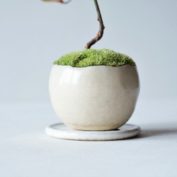 ヤマドウタンのミニ盆栽｜ベージュのうつわ 7枚目の画像